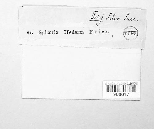Hypoderma hederae image